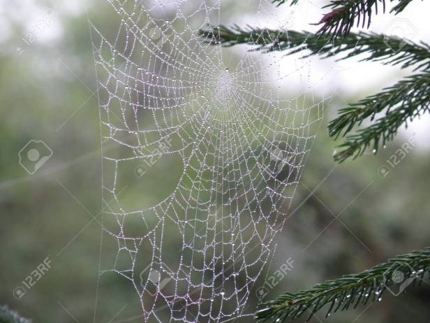 Water drops in a gossamer spider web.
